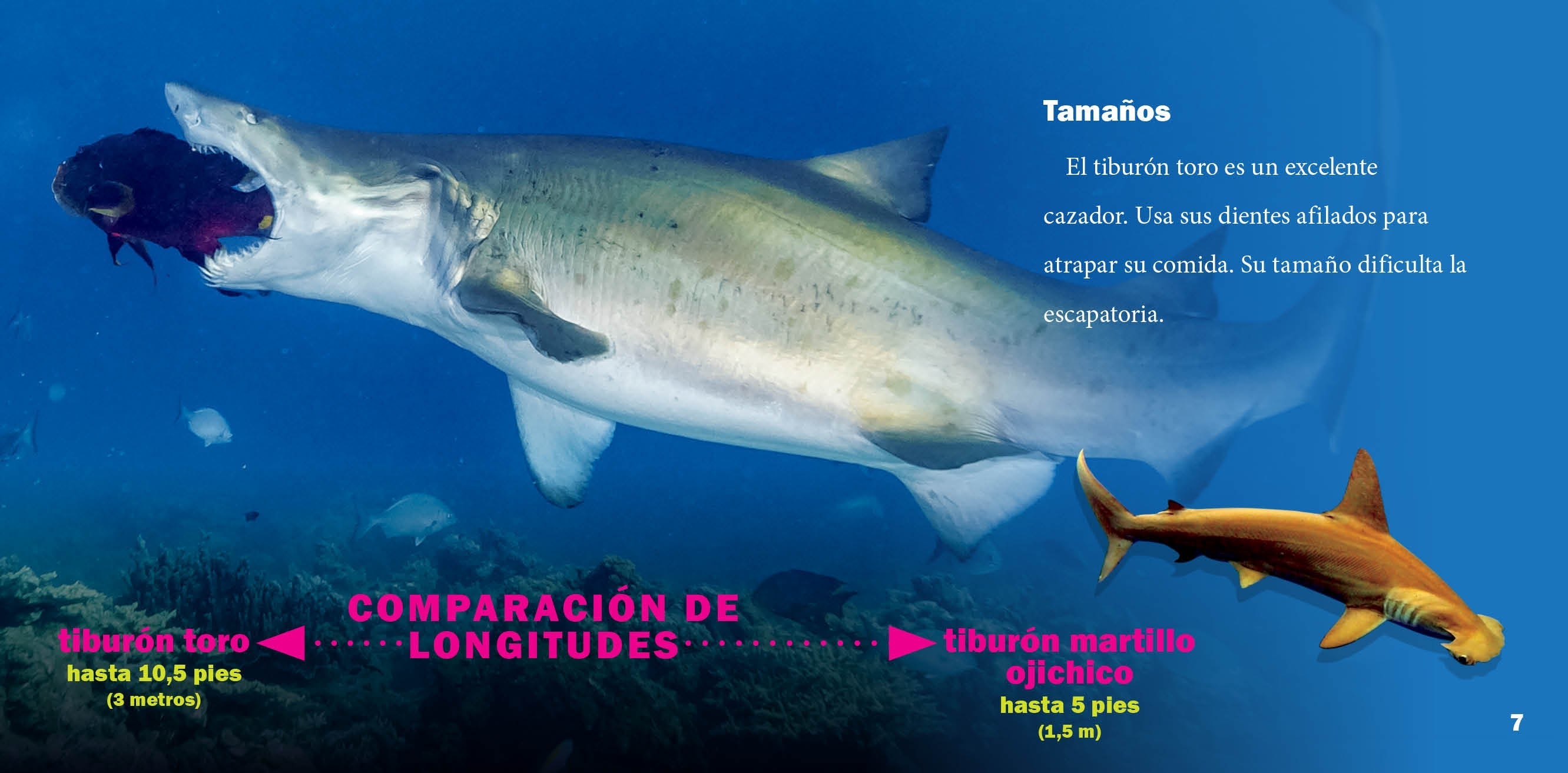 El Tiburon Toro Book 9781623108281 - Bull Shark Facts & Adventure for Kids - Perfect for Classroom Learning & Home Reading