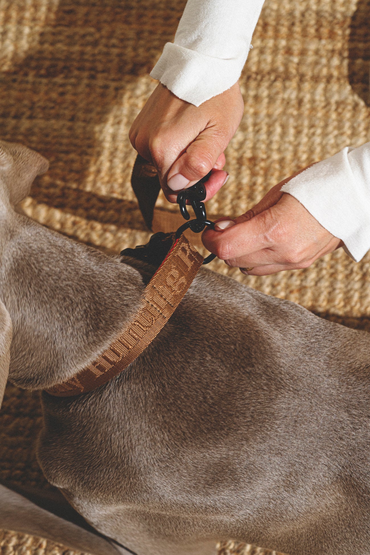 Premium Dog Walking Kit - Comfortable Companion Leash & Adjustable Ginger Collar for Small to Medium Dogs - Perfect for Daily Walks, Training & Outdoor Adventures