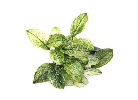 Dennerle Anubias Nana Pinto Live Aquarium Plant - Rare Variegated Anubias for Fish Tanks, Nano Tanks & Aquascaping | Perfect for Low Light Aquariums & Shrimp Tanks
