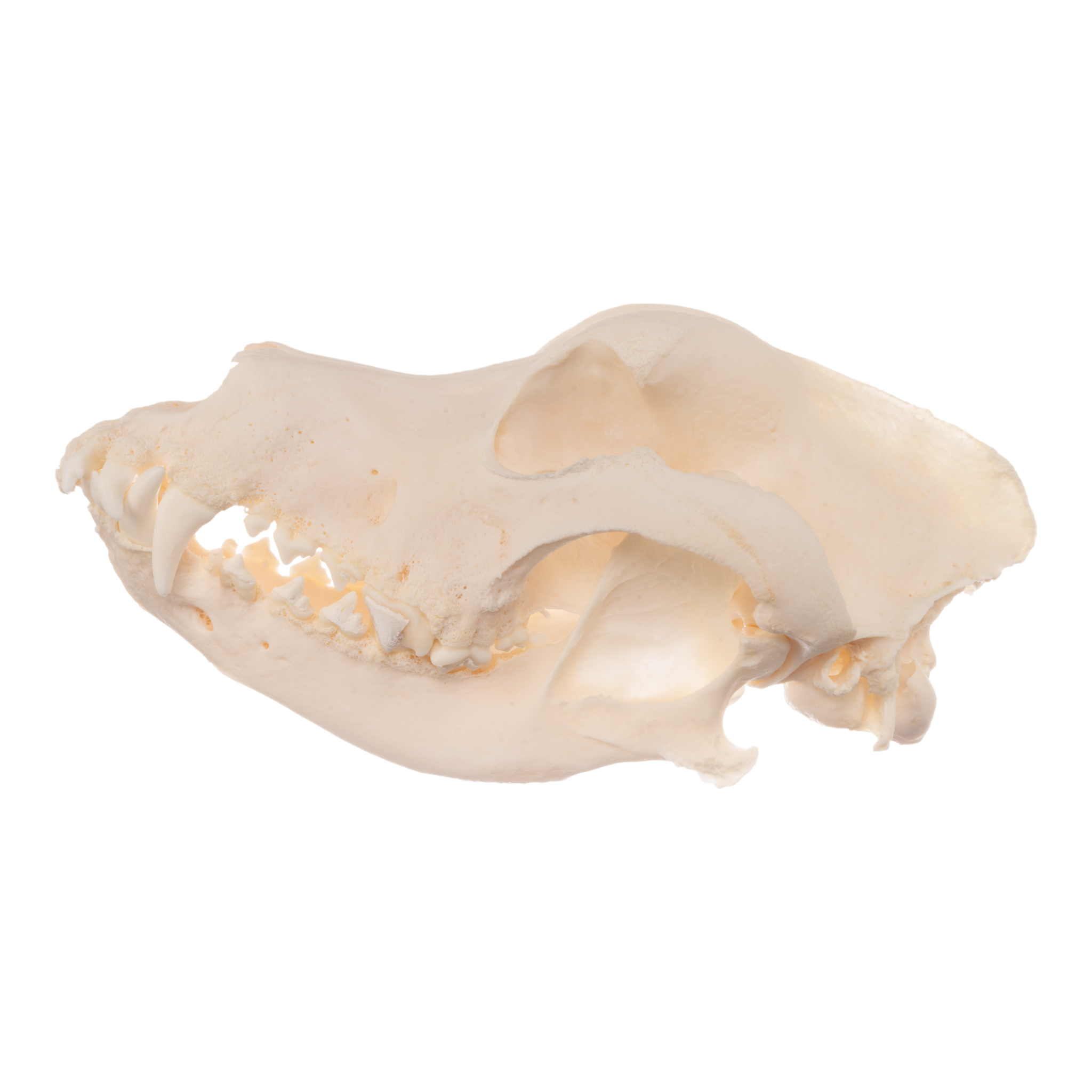 Authentic German Shepherd Dog Skull - Real Domestic Canine Skull for Veterinary Study, Taxidermy, and Educational Displays