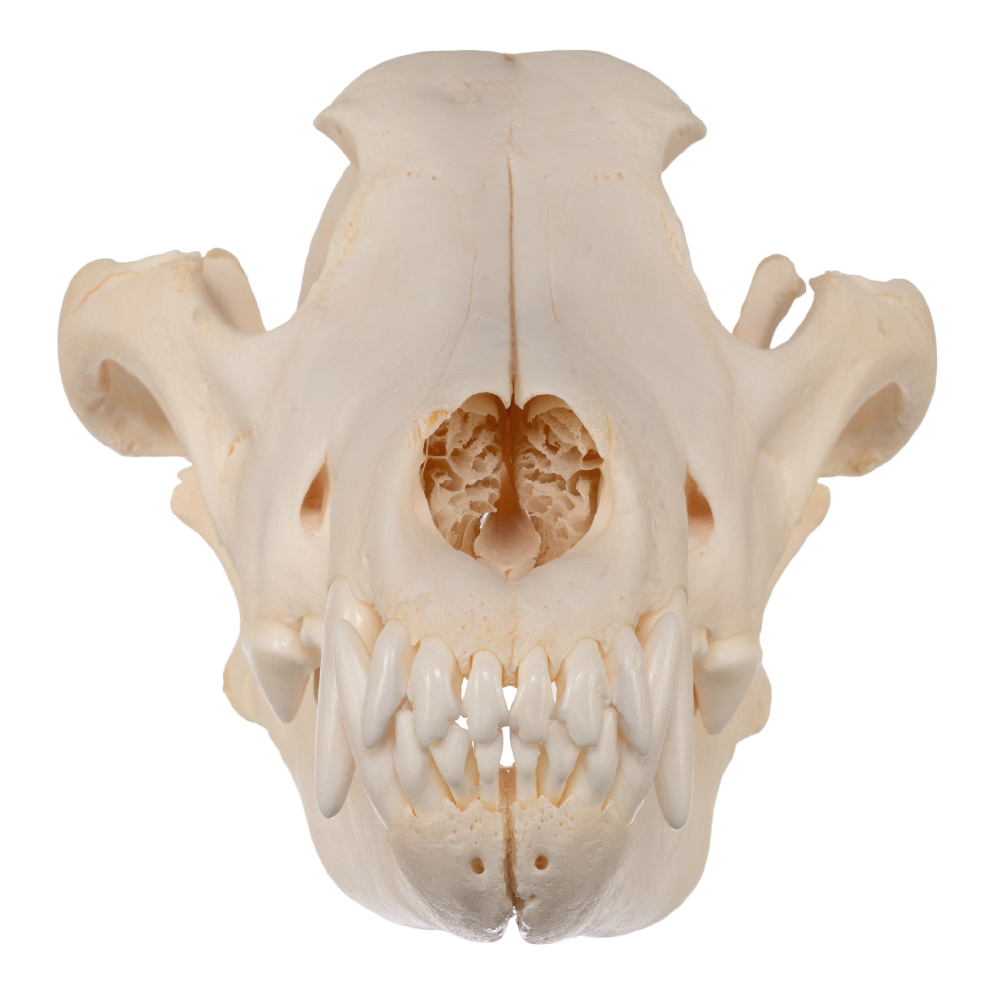 Authentic Gray Wolf Skull Replica - High-Quality Taxidermy Specimen for Home Decor, Gothic Display & Educational Use