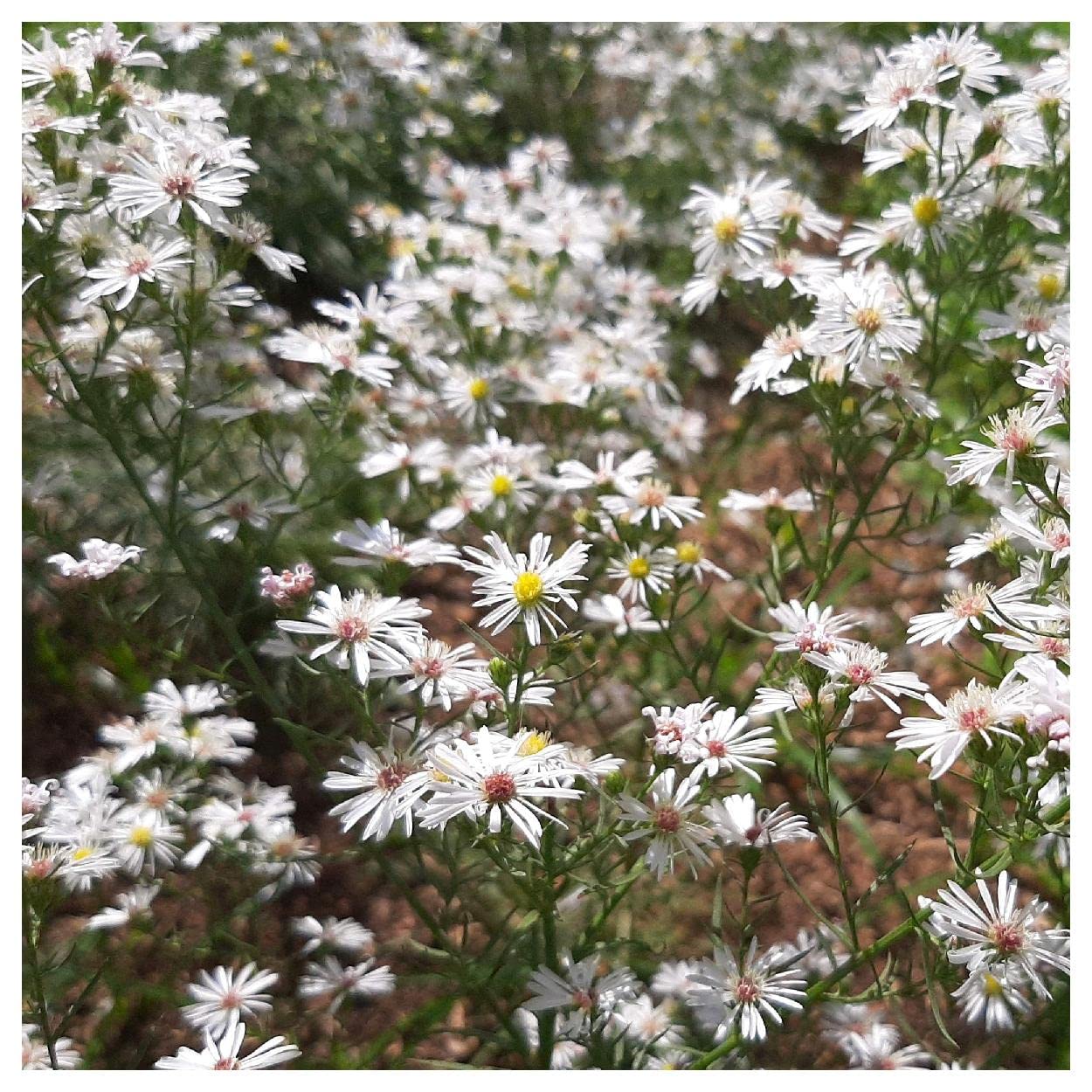 Everwilde Farms - 2000 Heath Aster Native Wildflower Seeds - Gold Vault Jumbo Seed Packet for Pollinator Gardens & Landscaping