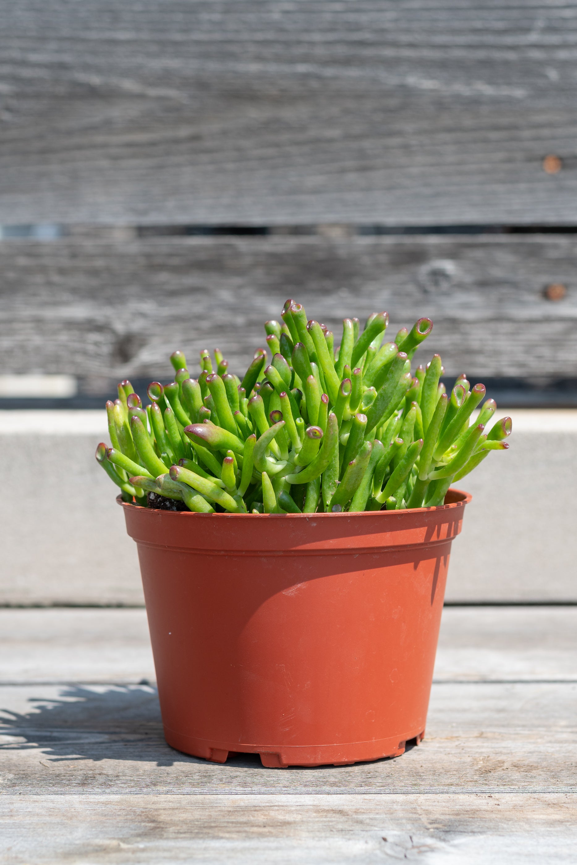 Crassula Ovata 'Hobbit' Jade Plant - 6 Inch Succulent for Home Decor, Office Desk & Gift Giving | Easy Care Indoor Houseplant for Beginners