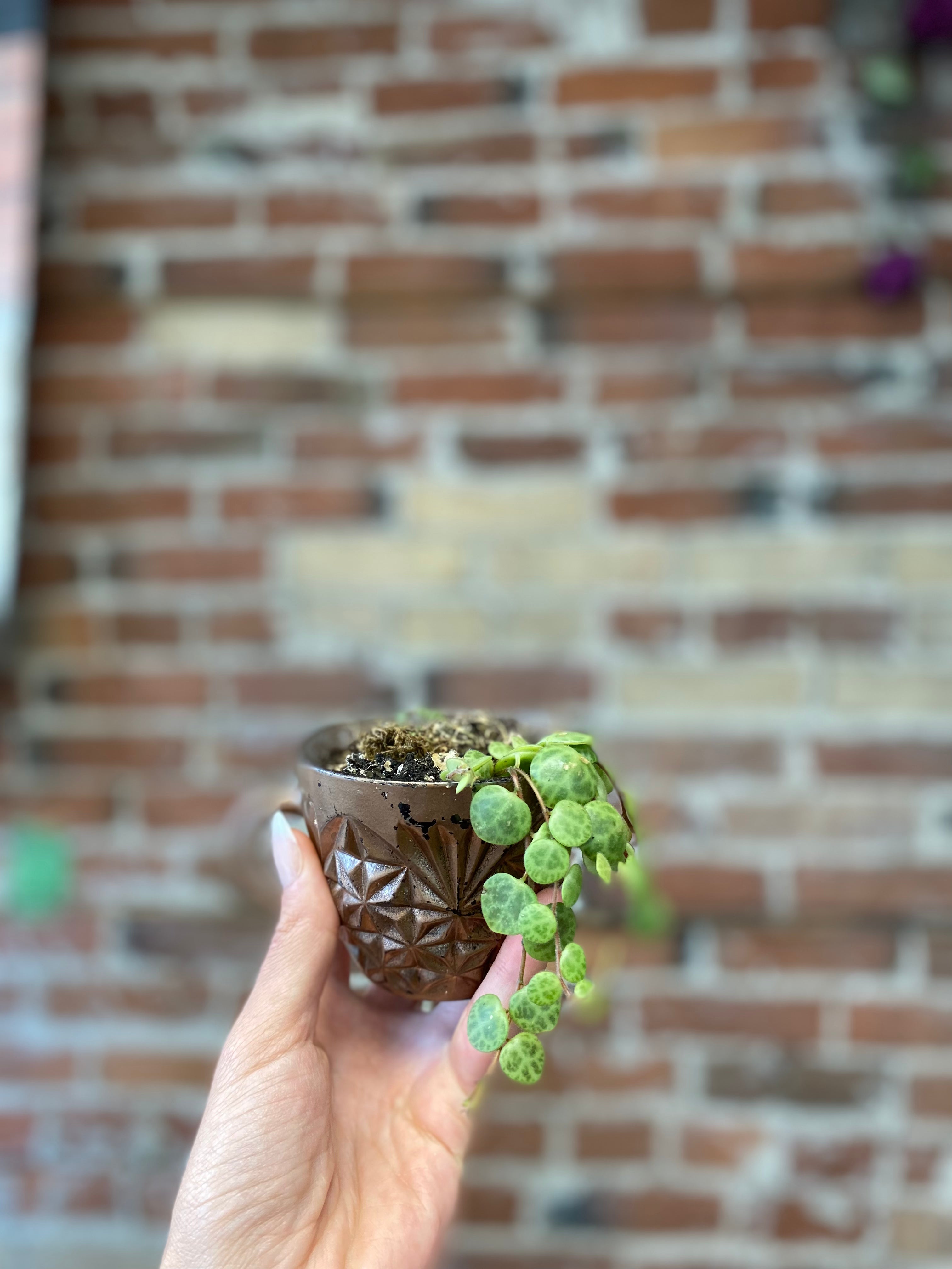 Succulent Teacup Planter - Small Ceramic Flower Pot for Cactus & Air Plants | Perfect for Windowsill Decor, Office Desk & Gift Ideas