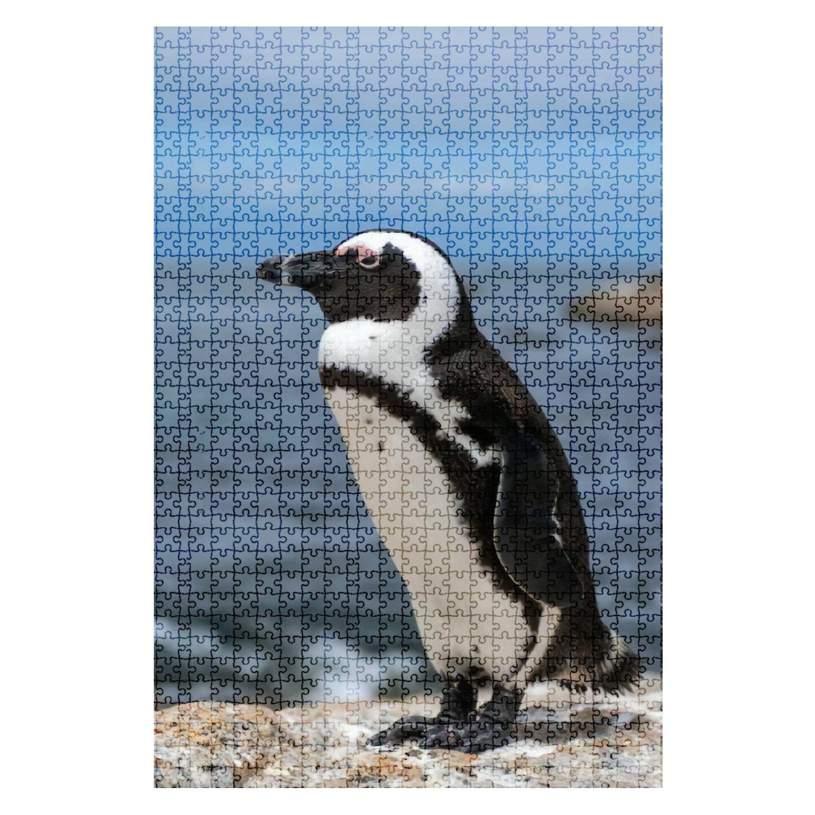 1000-Piece African Penguins Boulders Beach South Africa Jigsaw Puzzle - Challenging Adult Puzzle, Educational Toy for Kids, Family Game Night Activity, Home Decor Gift for Puzzle Lovers