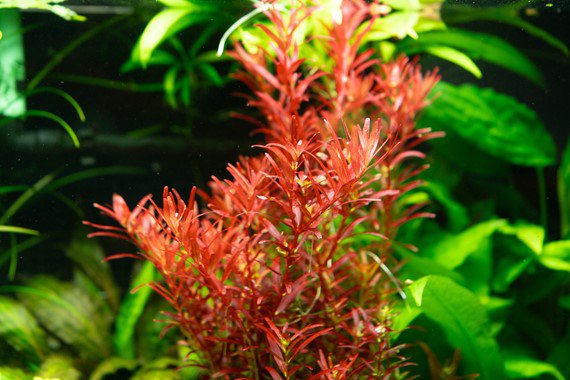 Dennerle Rotala Rotundifolia 'Blood Red' Live Aquarium Plant - In Vitro Tissue Culture for Freshwater Fish Tanks, Aquascaping & Planted Aquariums