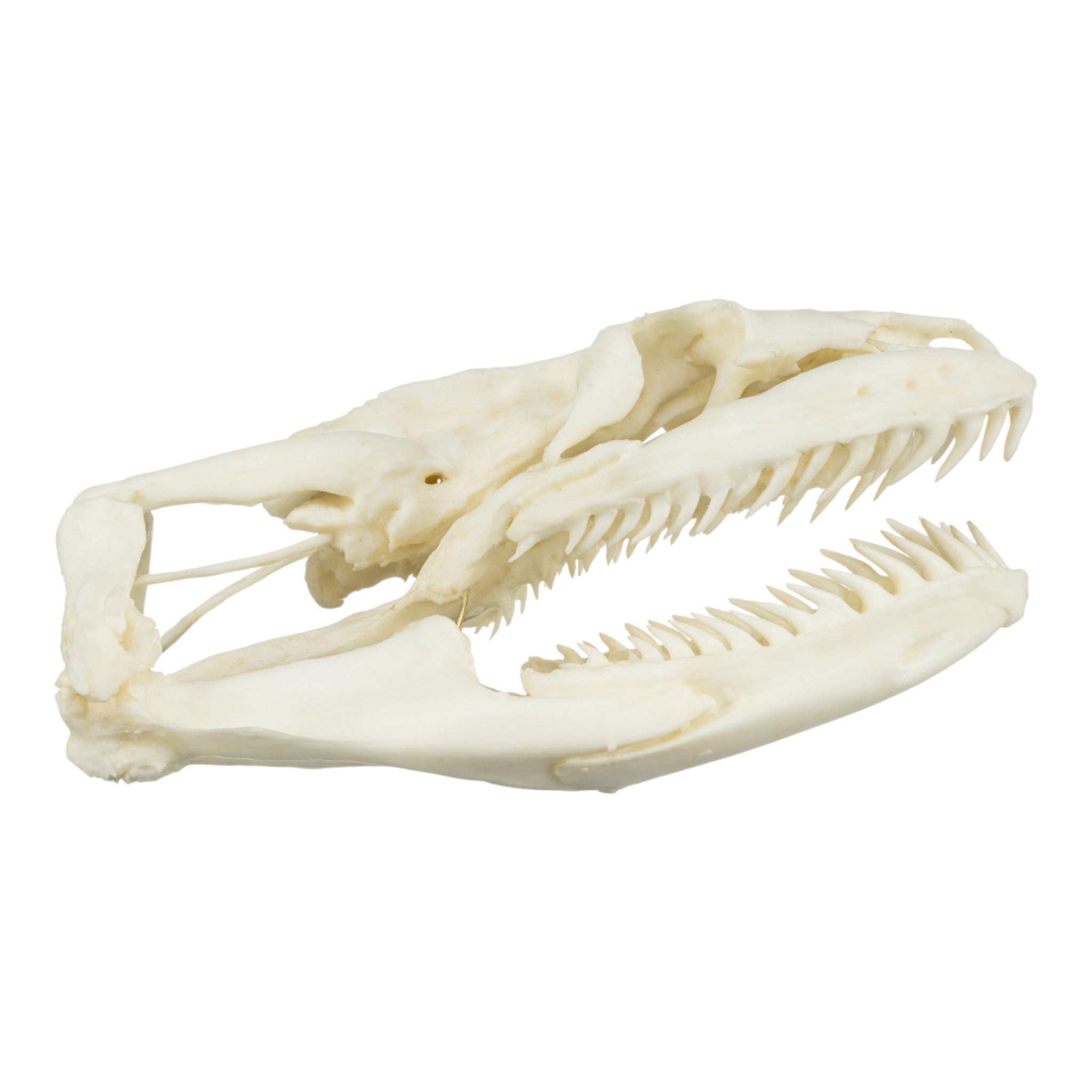Authentic Replica Anaconda Skull - High-Quality Snake Skull Decor for Home, Office & Halloween Displays | Perfect for Gothic Decor, Science Classrooms & Horror Movie Props