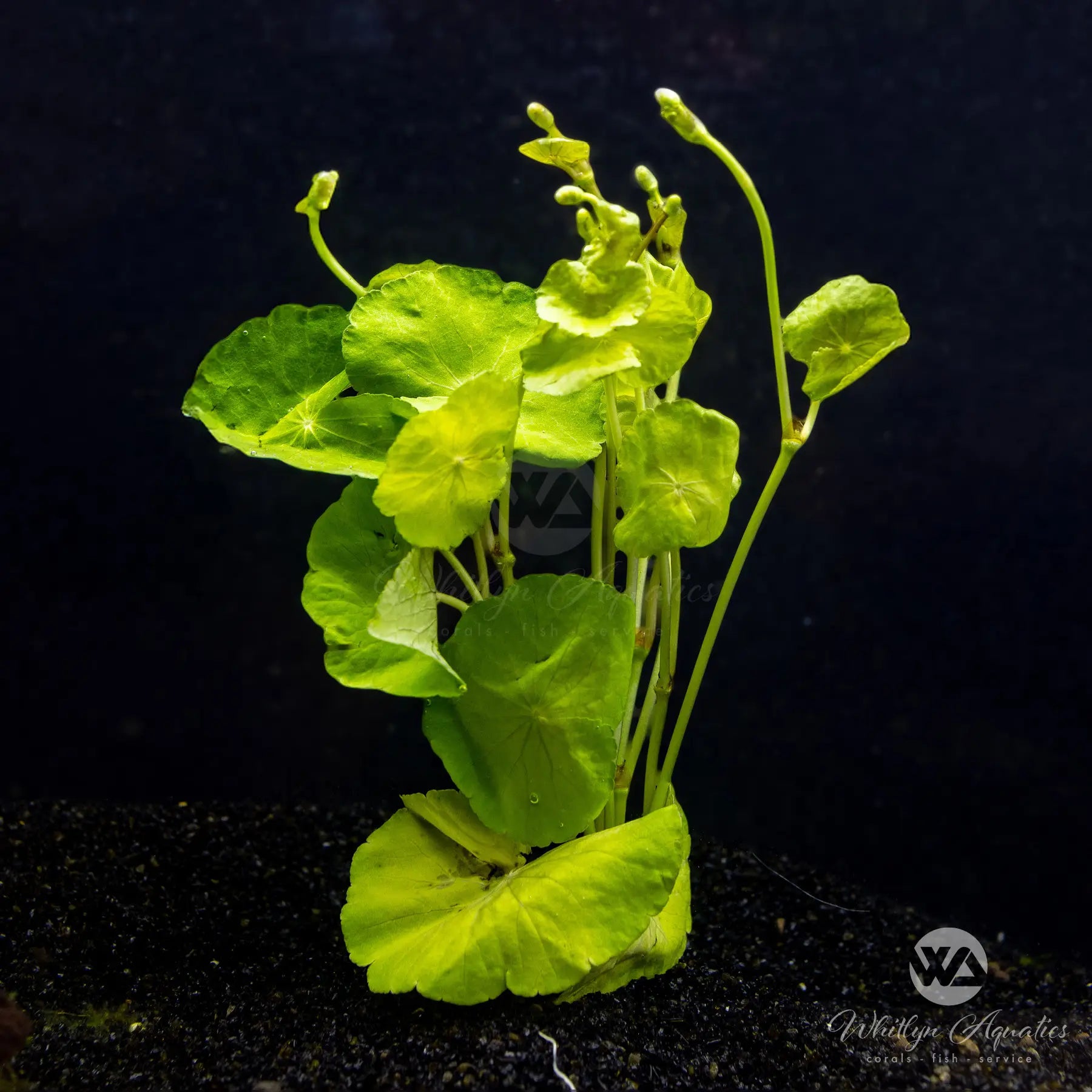 Brazilian Pennywort (Hydrocotyle leucocephala) - Fast Growing Aquarium Plant for Fish Tanks, Ponds & Terrariums - Perfect Aquatic Plant for Water Gardens and Shrimp Habitats