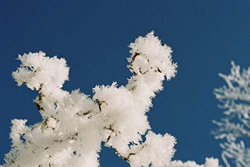 20x30 Inch Laminated Frost Pattern Poster - Vibrant Winter Landscape Wall Art for Home & Office Decor - Perfect for Living Room, Bedroom, or Classroom Decoration