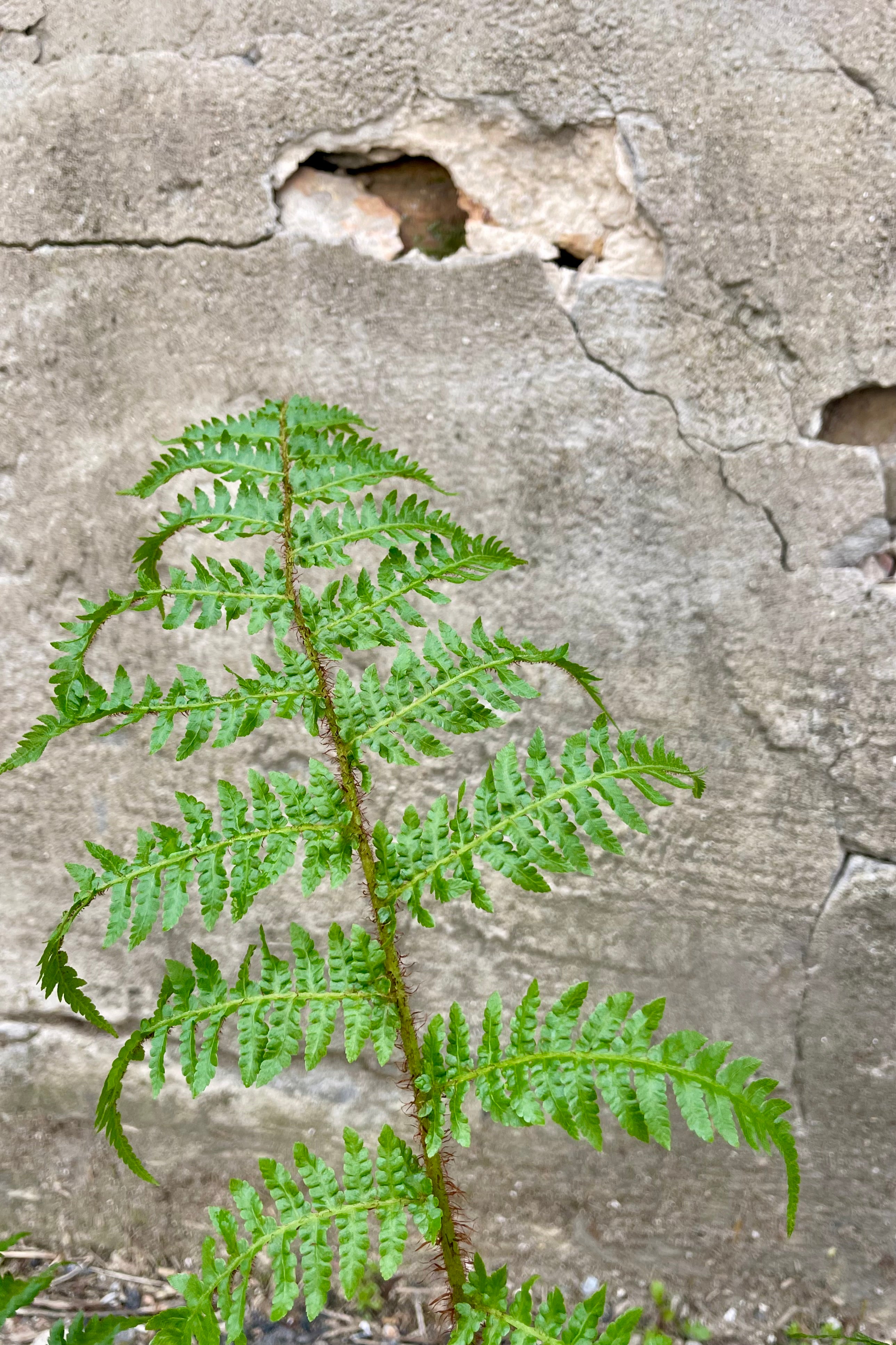 Cyathea Cooperi Australian Tree Fern - 6 Inch Potted Plant for Indoor & Outdoor Gardens | Perfect for Shade Gardens, Patios, and Tropical Landscaping