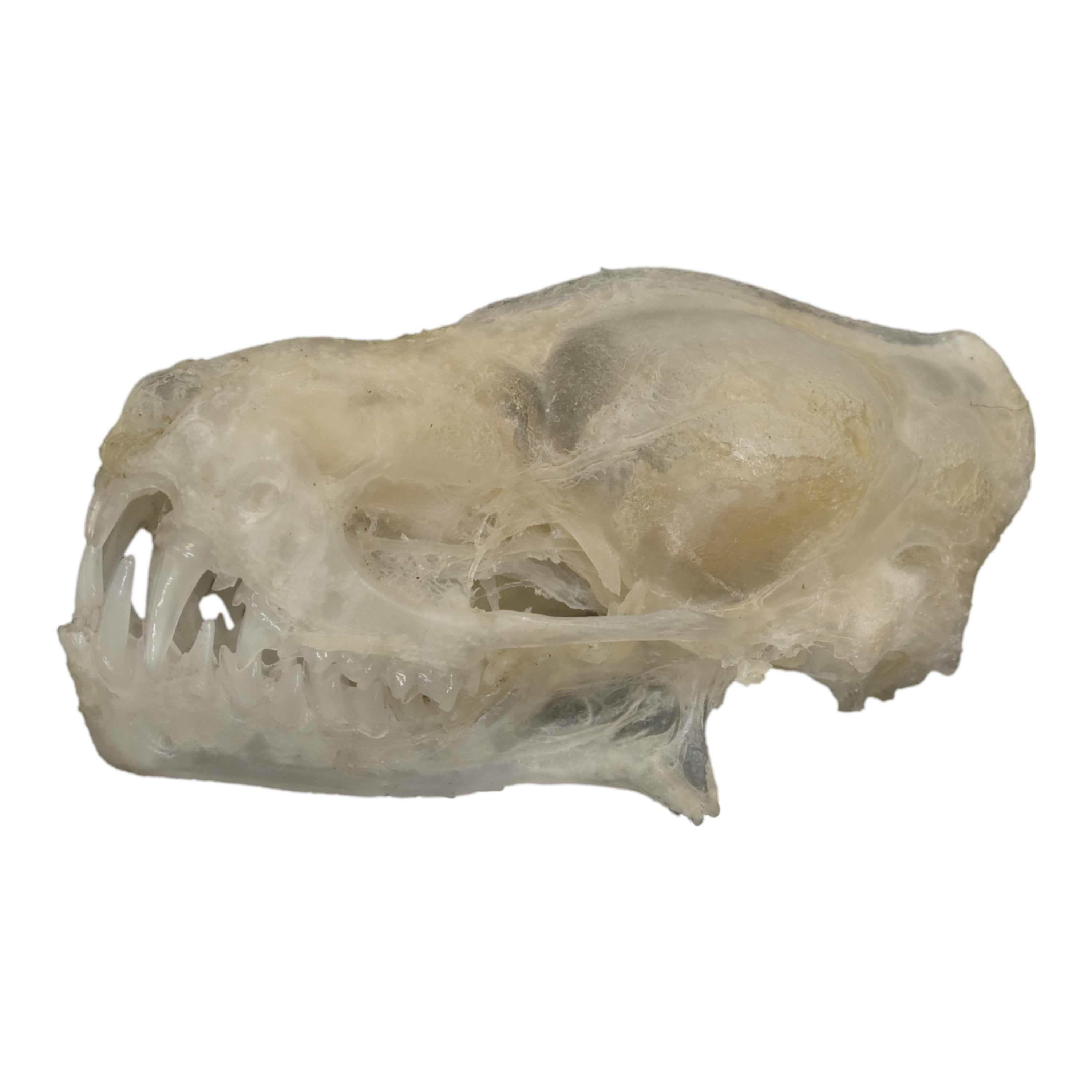Authentic Javan Mastiff Bat Skull - Rare Collectible Specimen for Gothic Decor, Taxidermy, and Halloween Displays