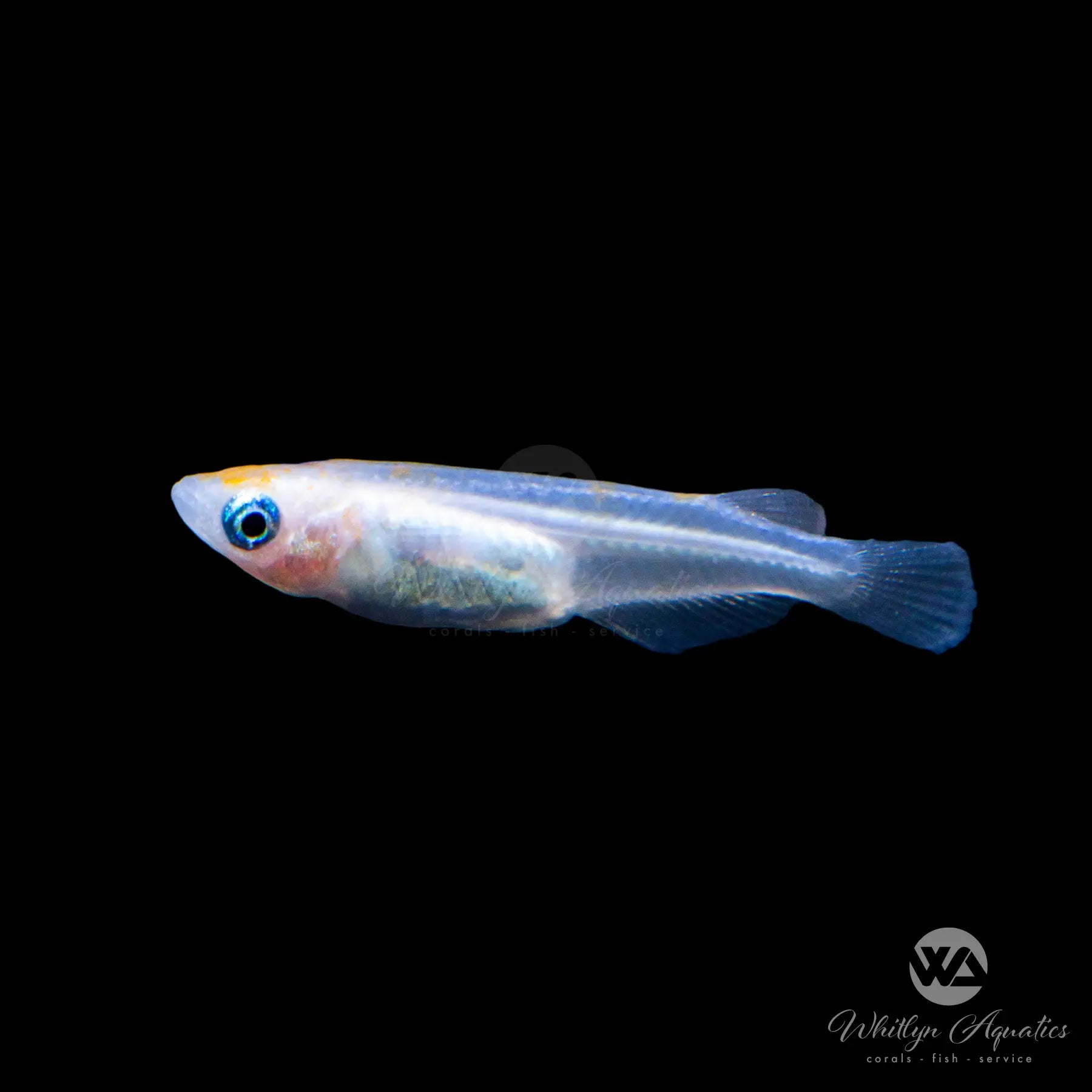 Japanese Galaxy Medaka Ricefish (Oryzias latipes) - Stunning Aquarium Fish for Home & Office Tanks, Perfect for Beginners & Aquascaping Enthusiasts