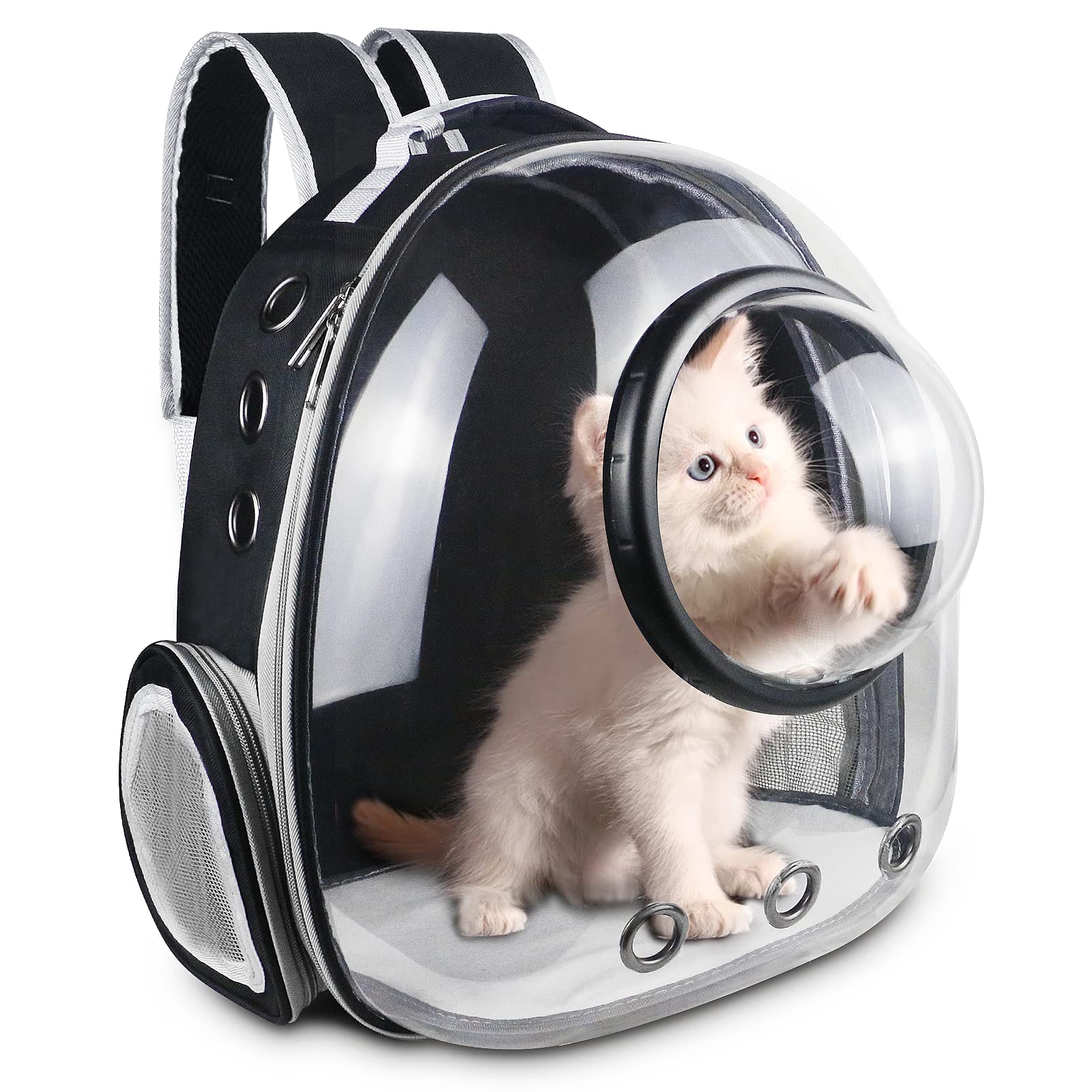 Adventure Awaits: The Ultimate Journey with Your Feline Friend