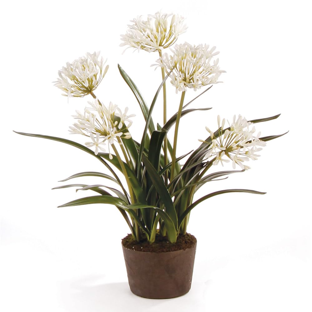 Napa Home and Garden Conservatory Agapanthus Drop-in Plant - Perfect for Indoor and Outdoor Decor, Wedding Centerpieces, and Garden Accents