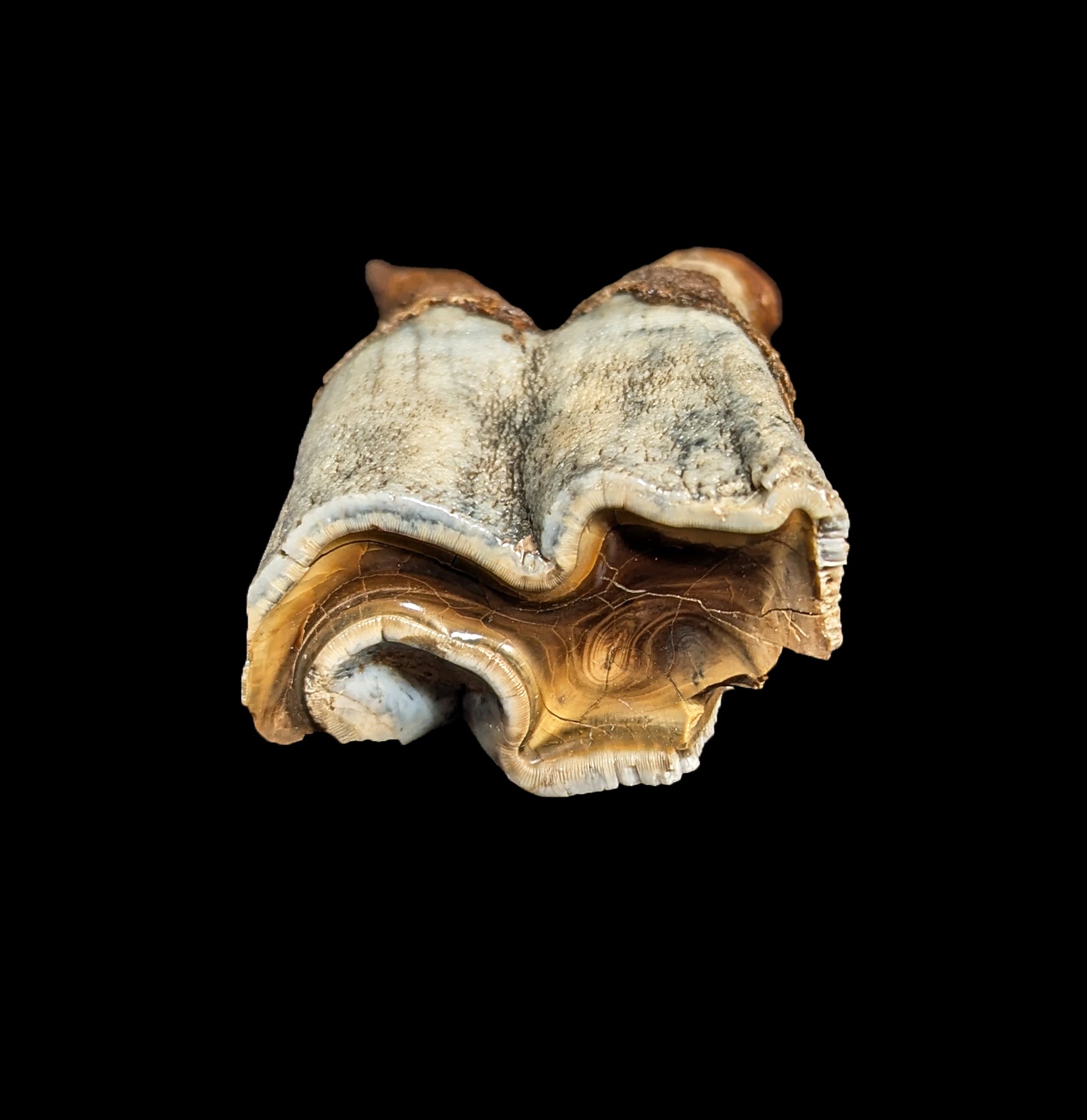 Authentic Fossilized Woolly Rhino Tooth Specimen - Genuine Ice Age Relic for Collectors, Paleontology Enthusiasts & Home Decor - Perfect for Display Cases, Educational Projects & Unique Gifts