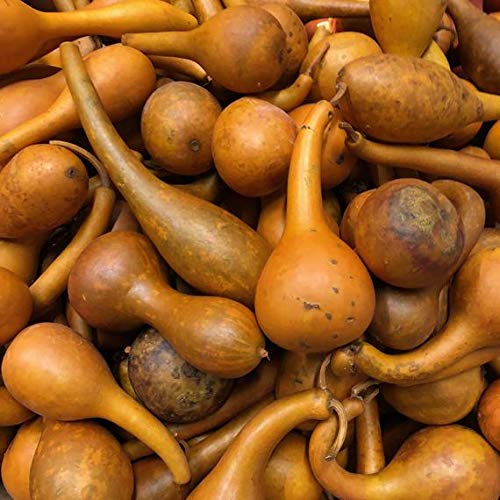 Long Handled Dipper Gourd Seeds - Thick Walled for Crafts, Birdhouses & DIY Projects | Grow Your Own Natural Decor | Perfect for Fall Decorations & Garden Art | Liliana's Garden