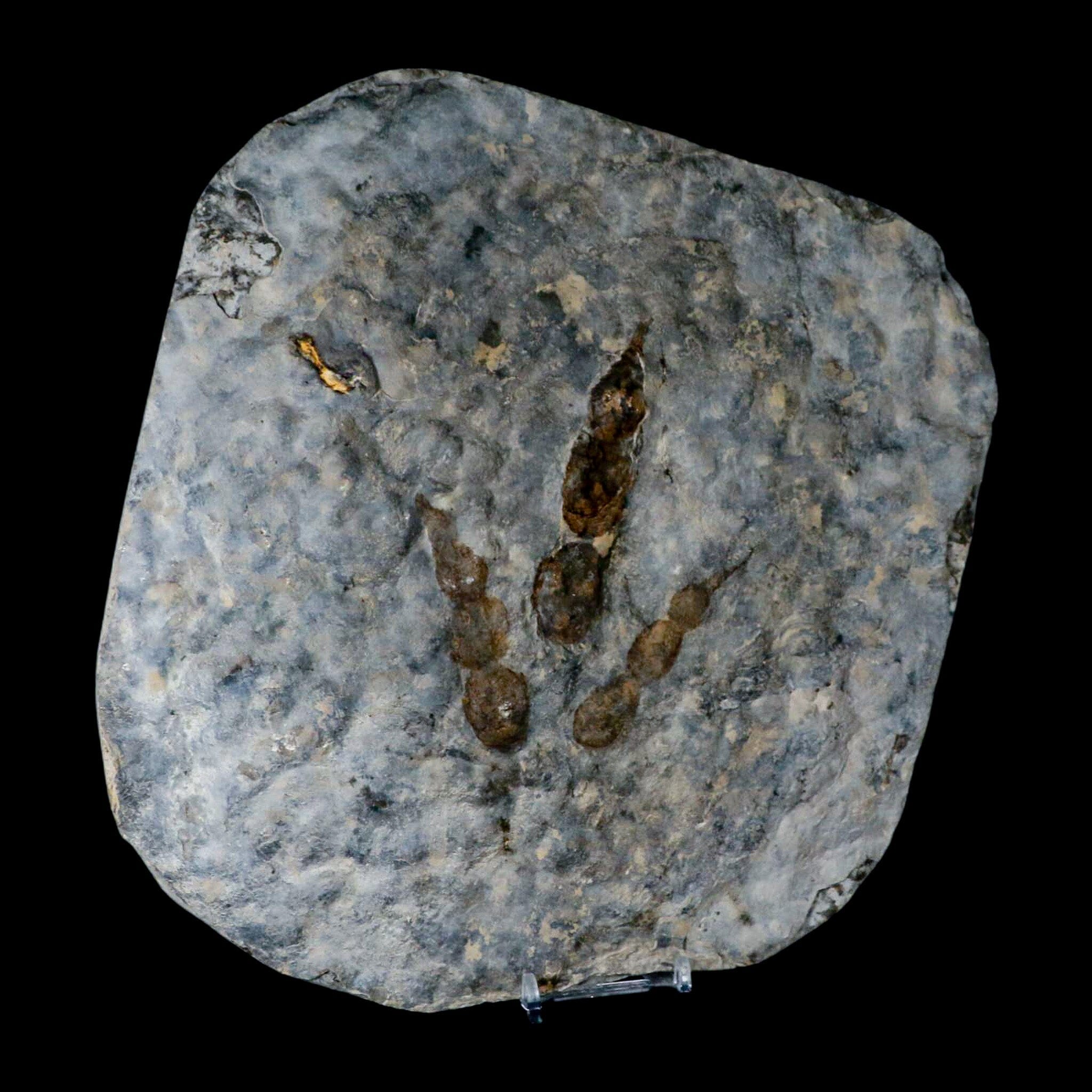 Authentic Double Sided Grallator Variabilis Dinosaur Footprint Fossil - Jurassic Period Trace Fossil from France with COA - Perfect for Paleontology Collectors & Dinosaur Enthusiasts