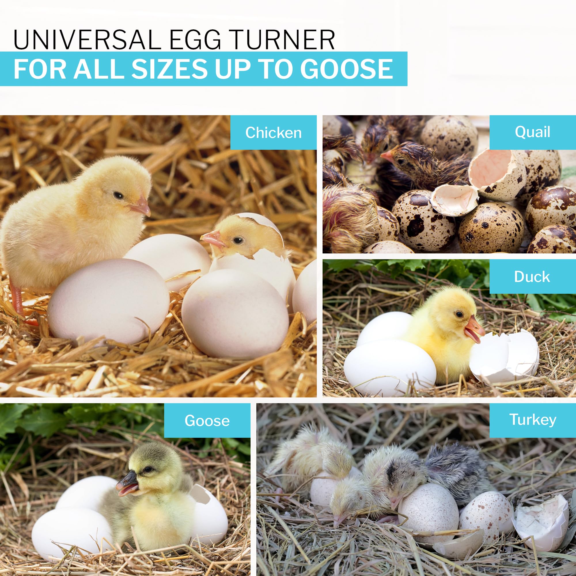 IncuView 3 Pro Automatic Egg Incubator for Chicken, Quail, Goose & Turkey Eggs | Digital Temperature Control | Auto Egg Turner | Perfect for Home Poultry Farming & Hobbyists | Ideal for Backyard Chicken Coops & Small Farms