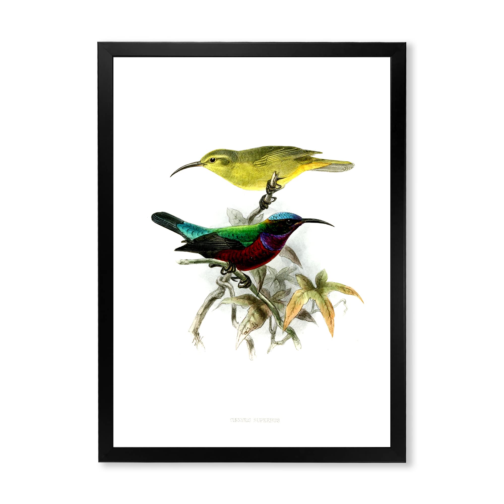 Vintage Australian Birds XV Traditional Framed Wall Art - Handmade Canvas Painting for Living Room, Bedroom & Office Decor