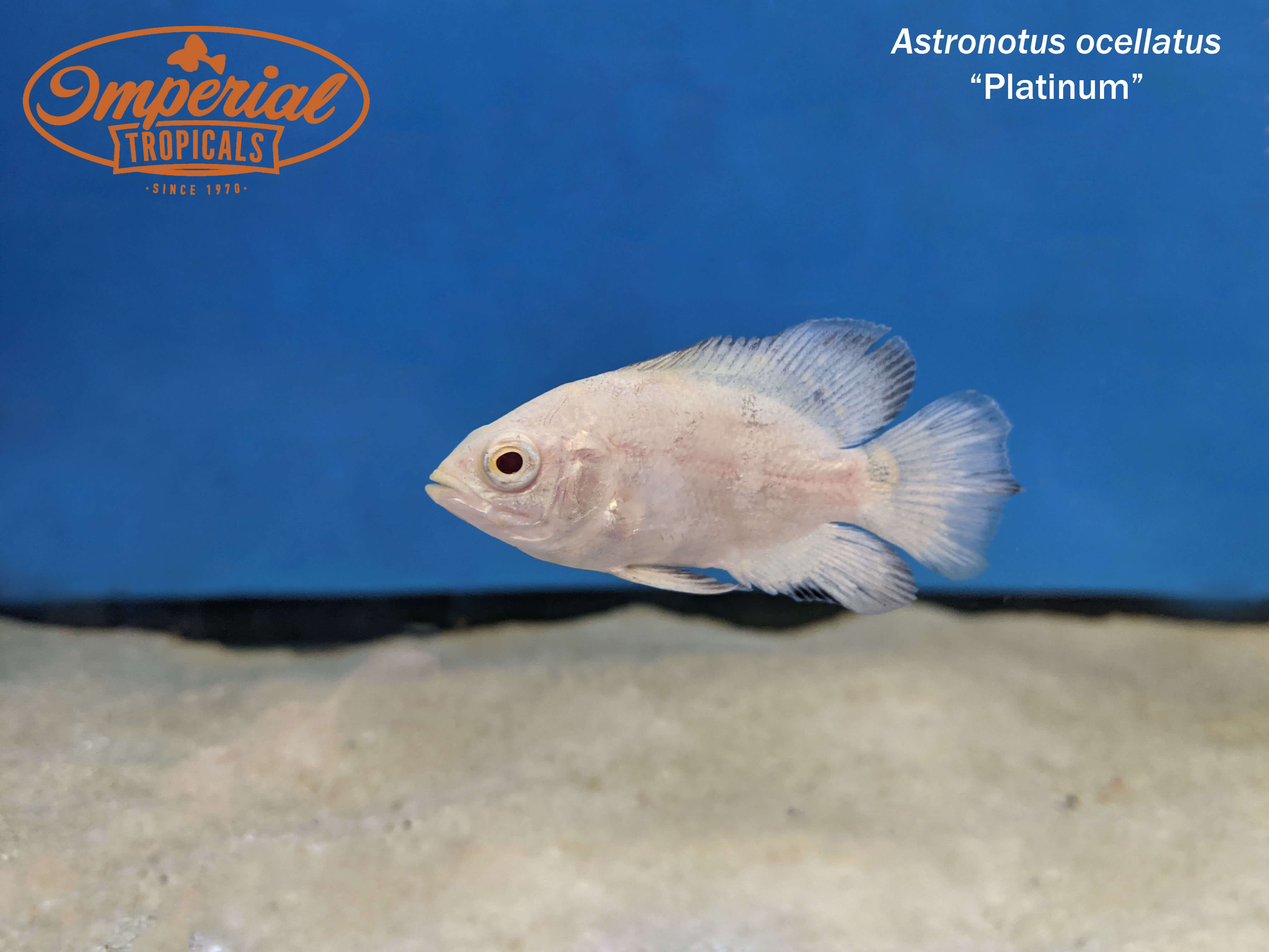 Platinum Oscar Astronotus Ocellatus - Premium Freshwater Aquarium Fish for Home & Office Tanks