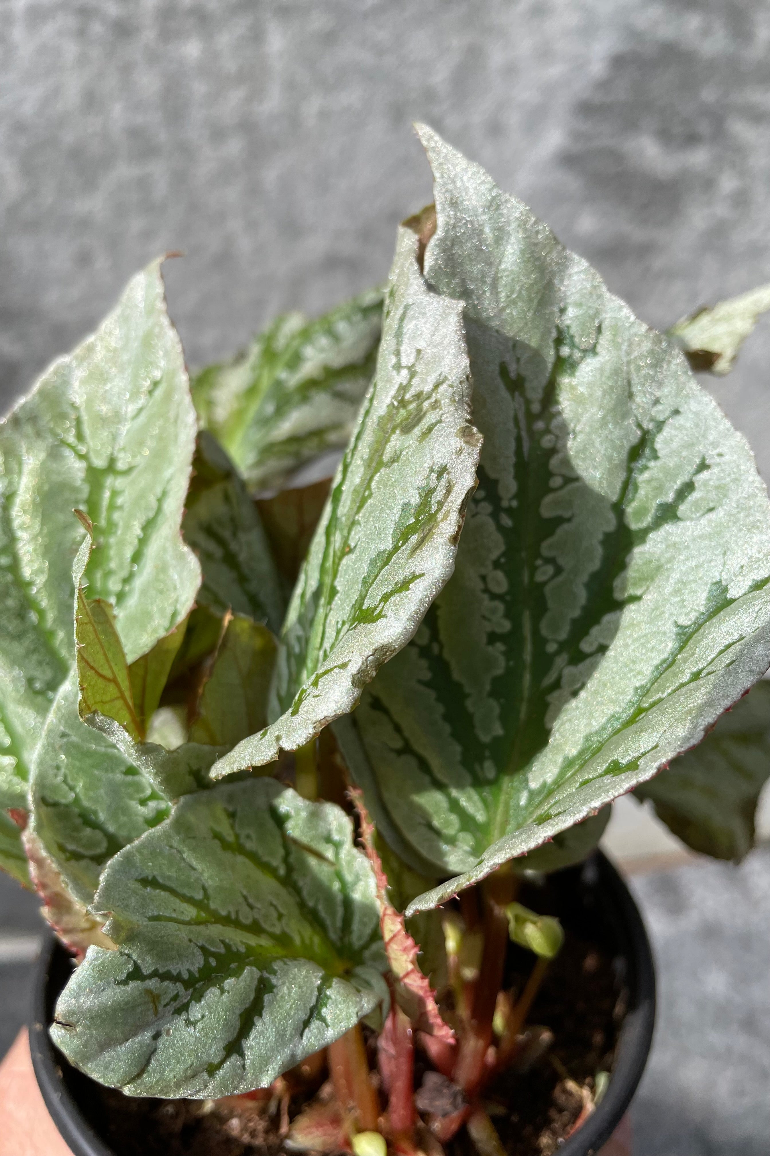 Rex Begonia Cultorum 4 - Stunning Foliage Houseplant for Home & Office Decor | Perfect for Indoor Gardens, Terrariums & Gift Giving
