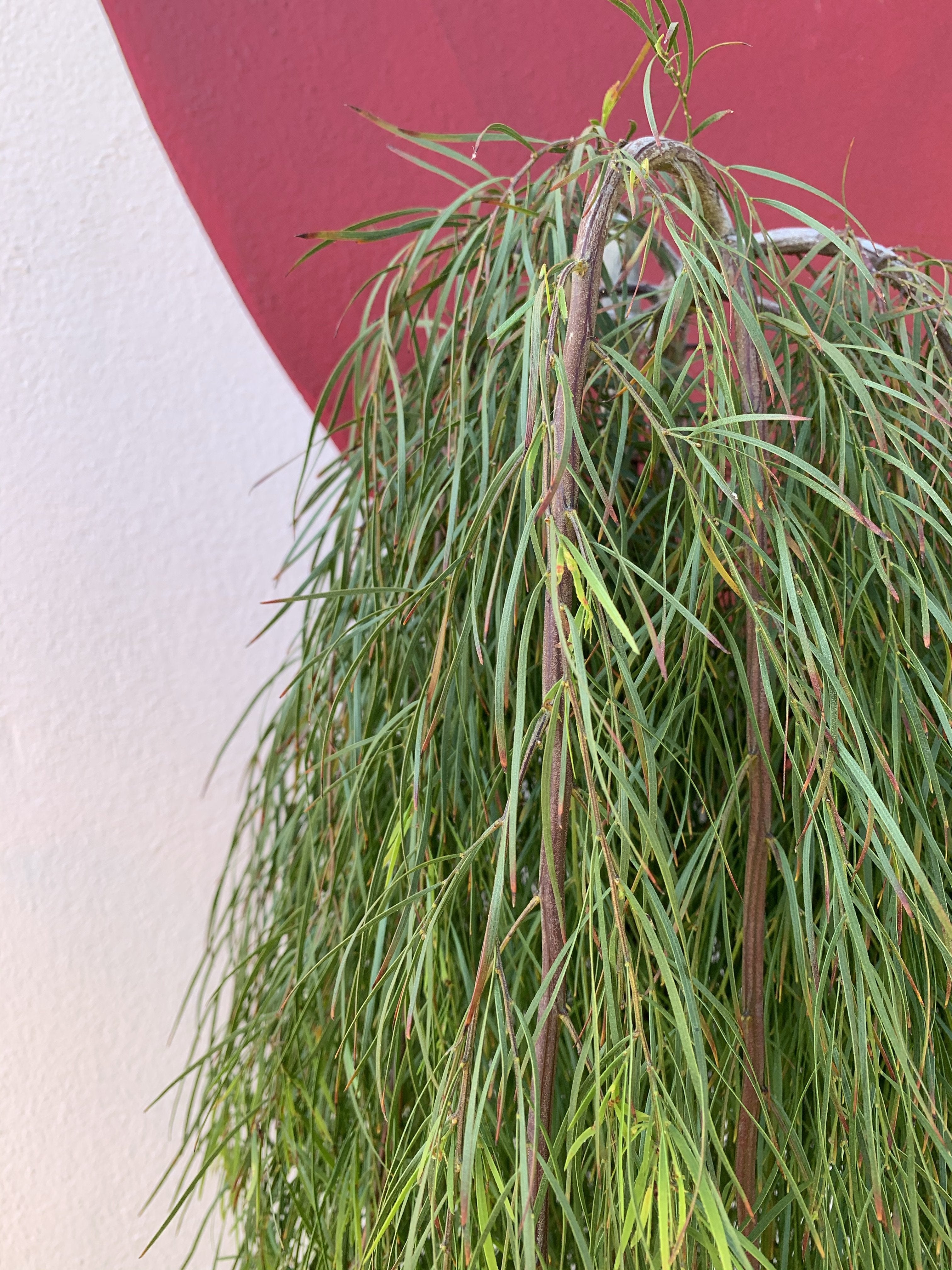 Acacia 'Waterfall' Standard Tree - Fast Growing Ornamental Shade Plant for Landscaping & Garden Decor
