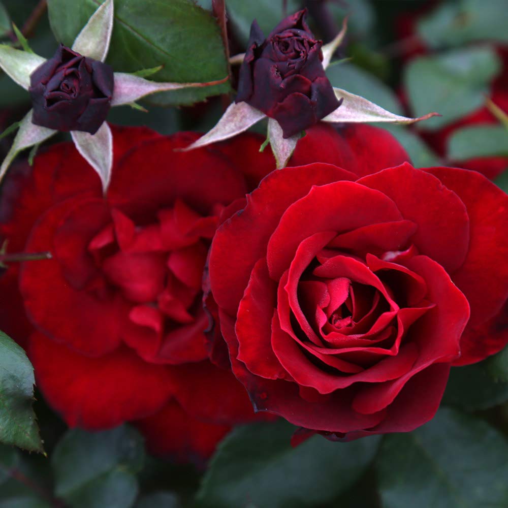 Black Ice Red Rose Bush - Heirloom Roses Live Plant for Outdoor Planting | Fragrant Blooming Shrub for Gardens, Landscaping & Patio Decor