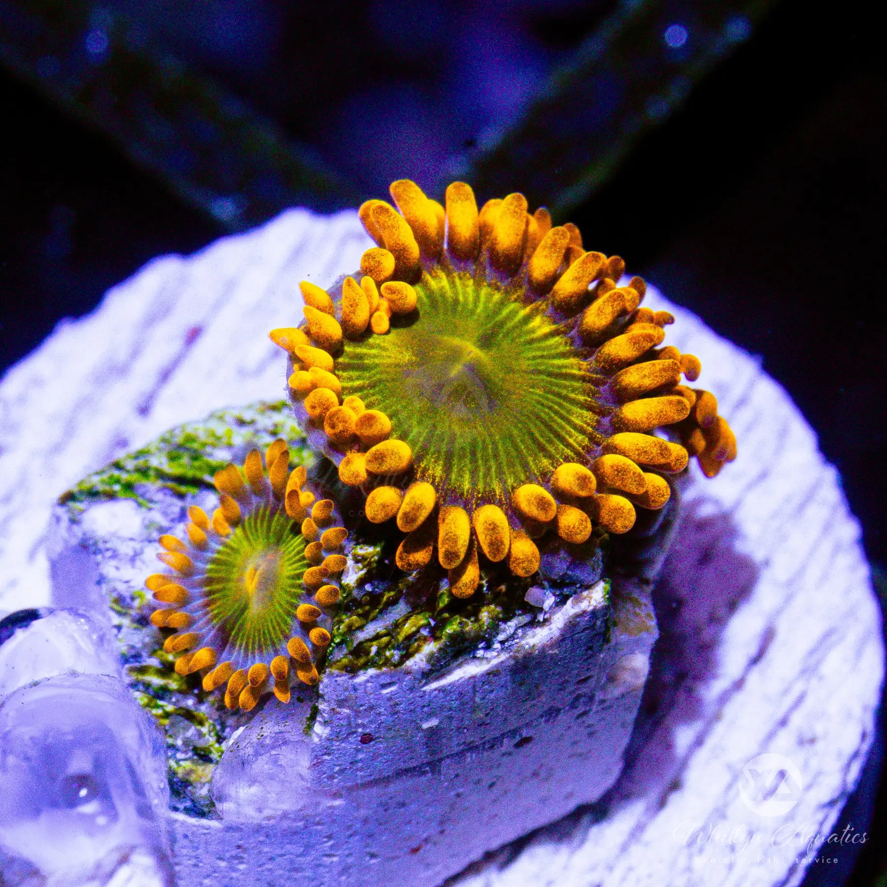 D07 Mandarin Orange Zoa Coral - WYSIWYG Live Coral for Saltwater Aquariums | Perfect for Reef Tanks & Marine Displays