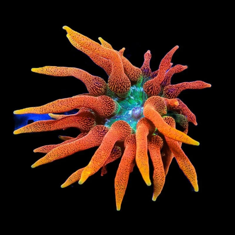Colorado Sunburst Anemone Coral - Premium Saltwater Aquarium Coral for Reef Tanks | Vibrant Orange & Yellow Marine Coral for Home & Office Aquascaping