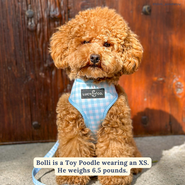 Lucy&Co Reversible Dog Harness - Adjustable No-Pull Pet Vest for Small to Medium Dogs | Perfect for Walking, Hiking & Outdoor Adventures