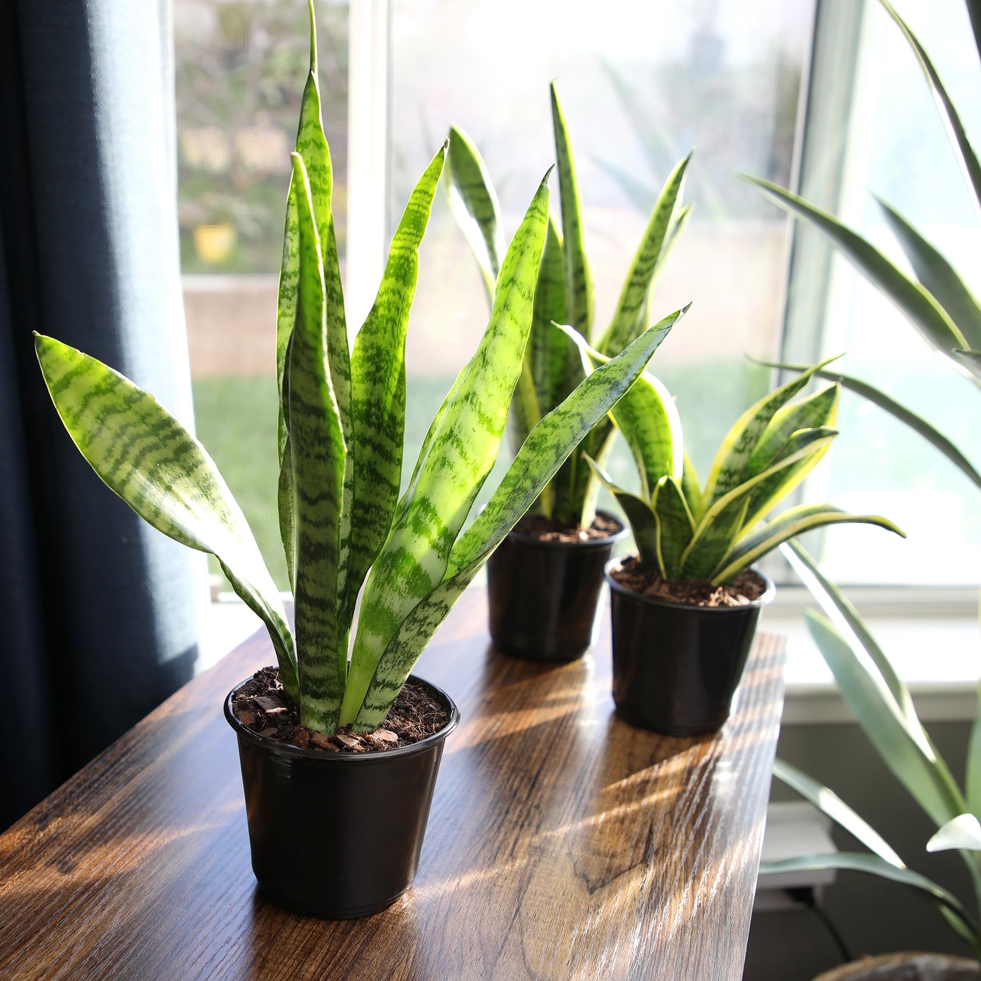 Variegated Snake Plant (Sansevieria Zeylanica) - 6