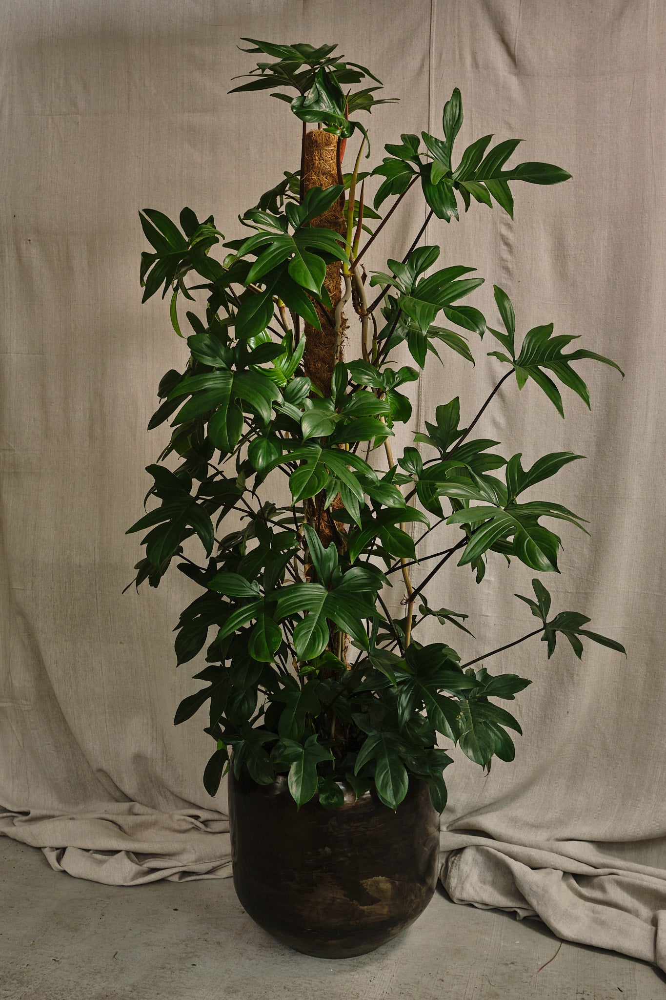 Philodendron Pedatum - Rare Tropical Houseplant for Indoor Decor | Fast Local Delivery & Click & Collect | Perfect for Home Office & Living Room Greenery
