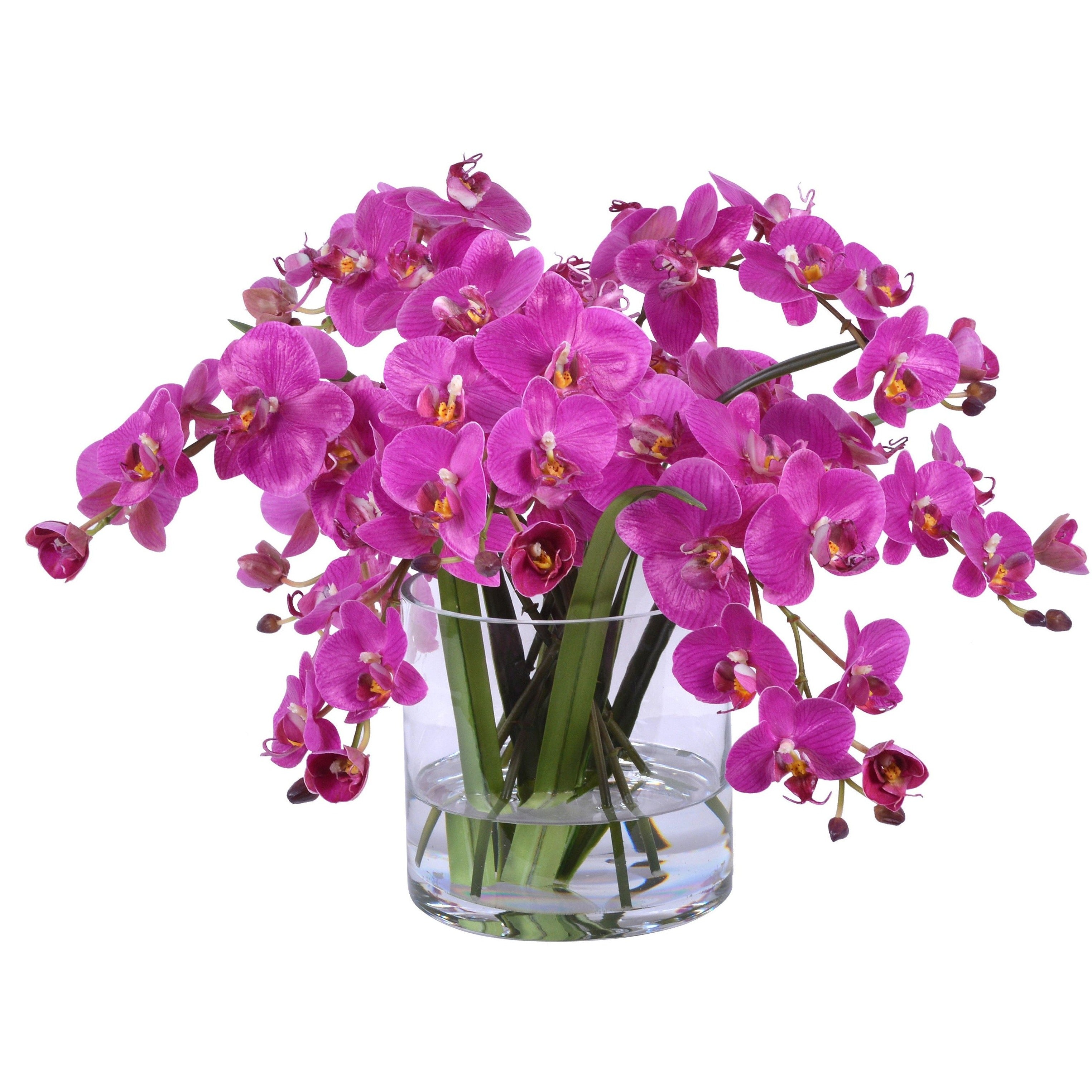 Cascading Orchids - Beautiful Hanging Orchid Plants for Home & Office Decor | Perfect for Living Rooms, Bedrooms, and Wedding Centerpieces