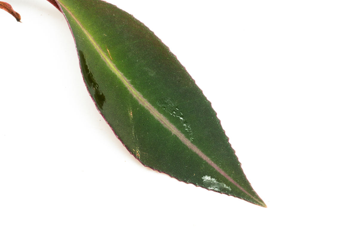 Ardisia Sp Pink Line - Beautiful Pink Variegated Houseplant for Home & Office Decor | Perfect for Indoor Gardens, Terrariums, and Gift Giving