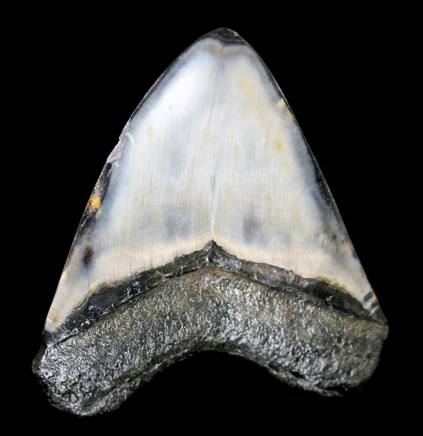 Authentic Polished Megalodon Shark Tooth Fossil Specimen #19 - Perfect for Collectors, Home Decor & Science Education