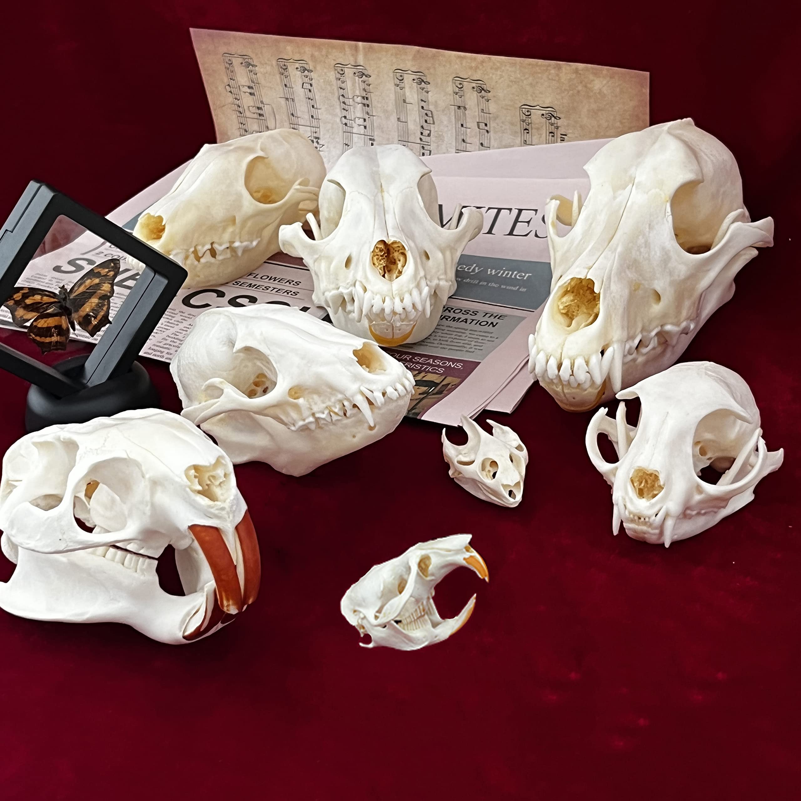 7PCS Real Animal Skull Specimens - Cat, Muskrat, Nutria, Mink, Fox, Raccoon & Turtle - Taxidermy Skull Decor for Home, Study Collection & Unique Gifts | Perfect for Gothic Decor, Biology Education & Oddity Collectors