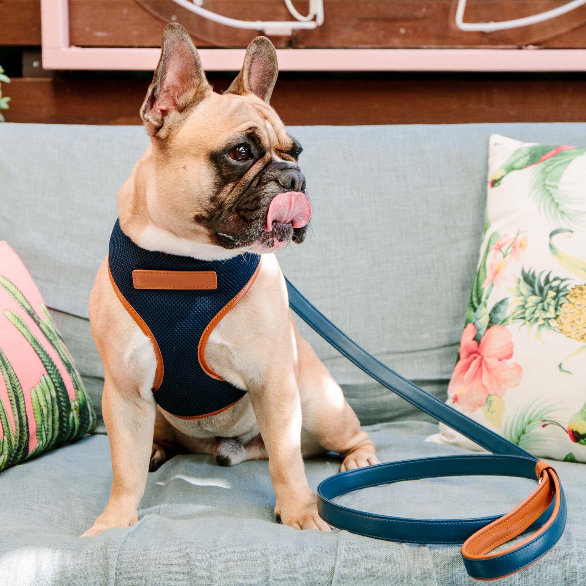 Premium Navy Blue Dog Harness with Tan Trim - Adjustable, Reflective & Padded for Small to Large Dogs - Perfect for Walking, Hiking & Outdoor Adventures