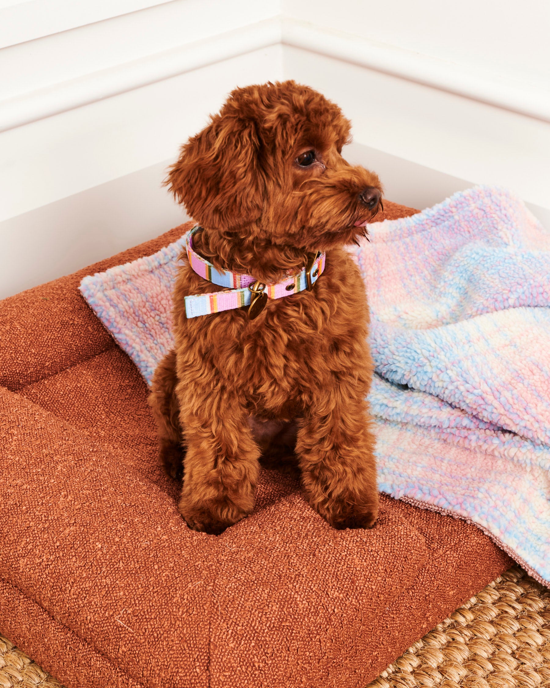 Premium Fez Stripe Dog Collar - Adjustable Nylon Pet Collar with Quick-Release Buckle for Small Medium Large Dogs - Perfect for Daily Walks, Training & Outdoor Adventures