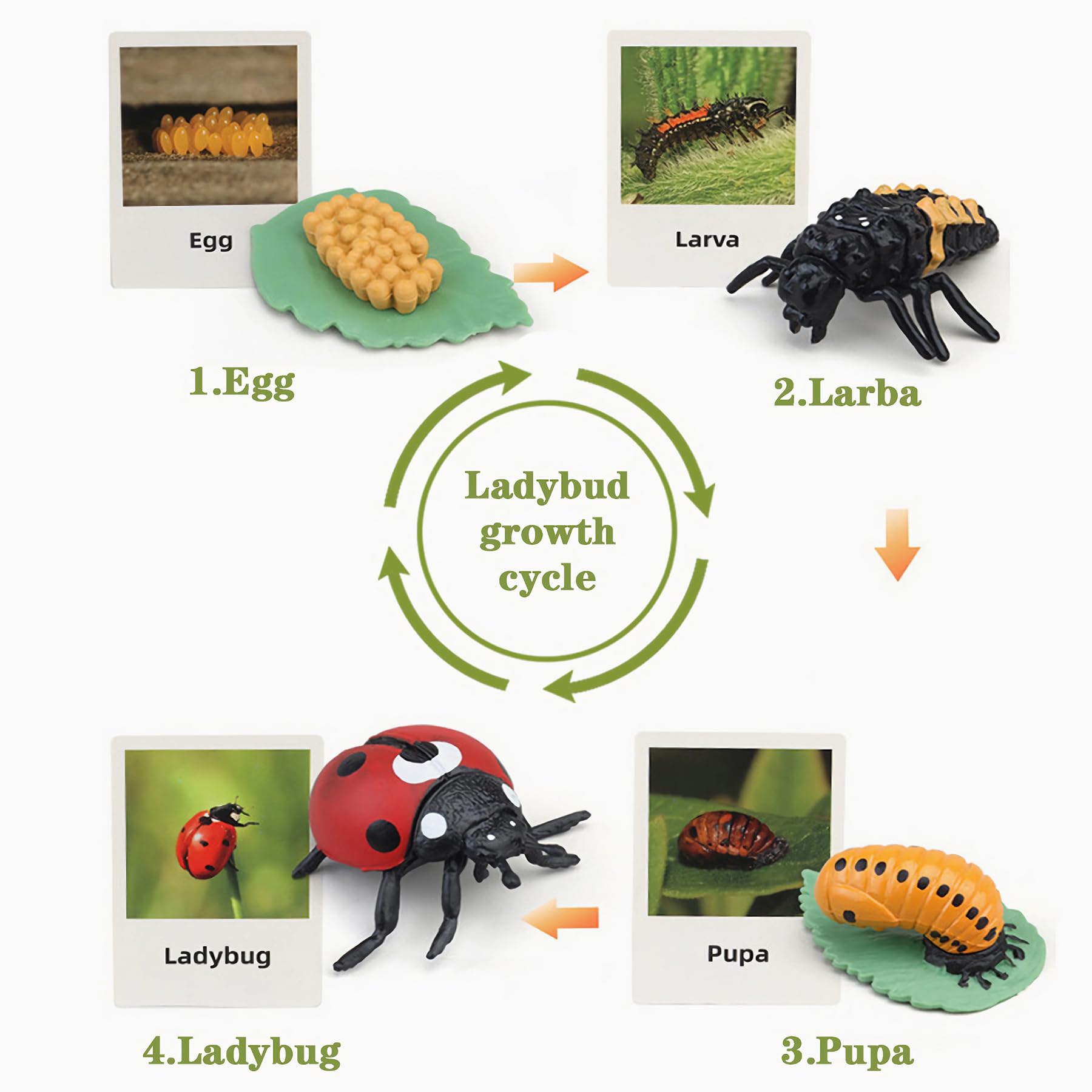 MBrain Life Cycle Learning & Education Toys - Montessori Animal & Plant Figurines Set (Frog, Butterfly, Ladybug) - STEM Educational Gift for Boys & Girls Ages 3-5 - Perfect for Classroom Teaching, Homeschooling & Nature Exploration