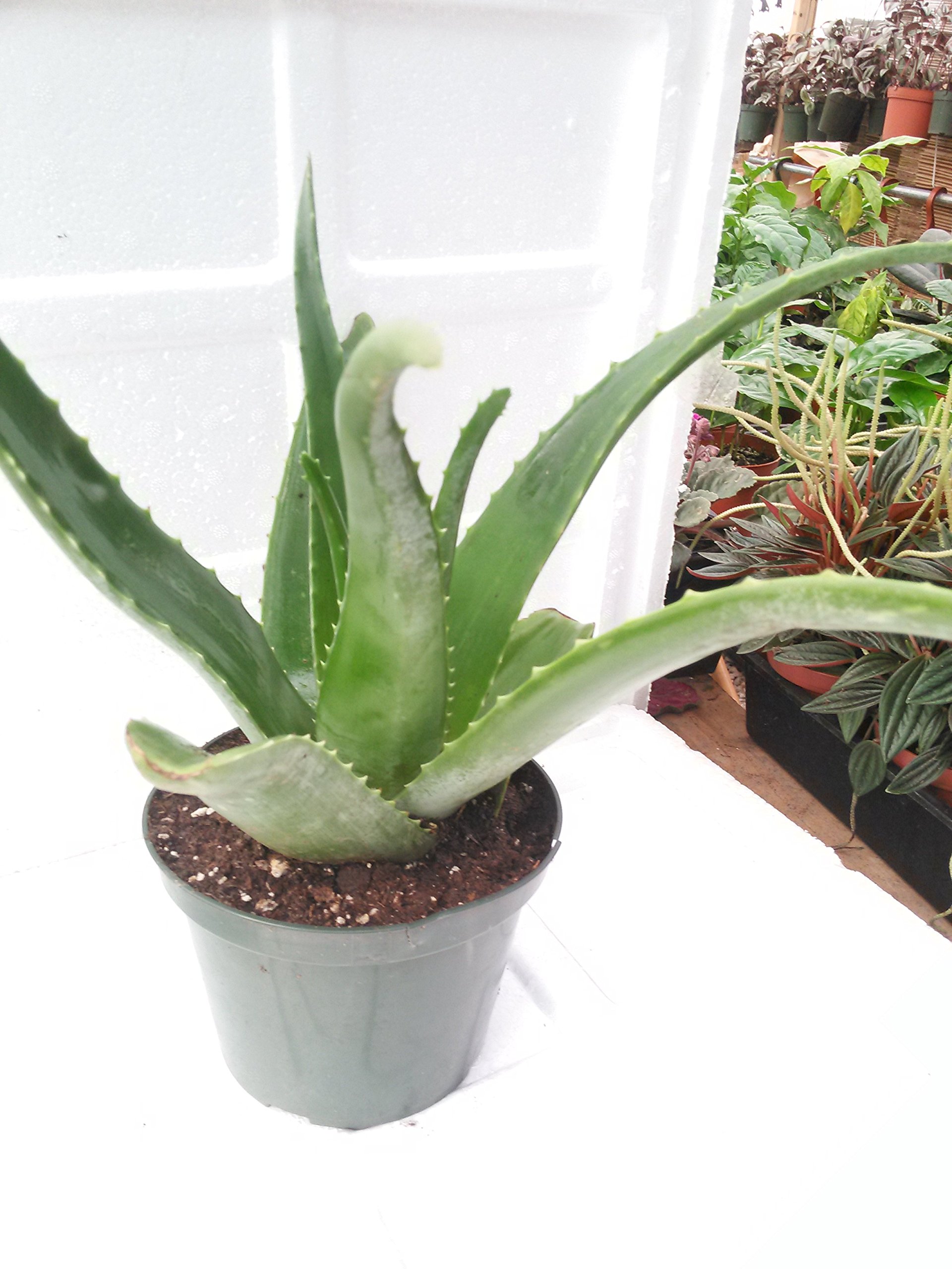 Organic Aloe Vera Juice Plant - Live 6