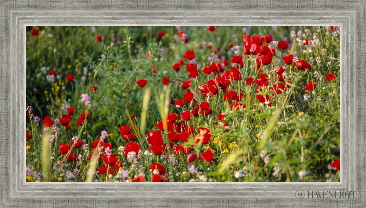 Poppy Mix Judean Wilderness Plate 3 - Authentic Middle Eastern Ceramic Dinnerware for Home Decor & Special Occasions