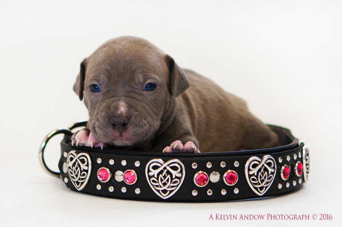 Handmade Custom Celtic Leather Dog Collar - Personalized Engraved Pet Collar for Small Medium Large Dogs - Perfect for Daily Walks, Training & Special Occasions