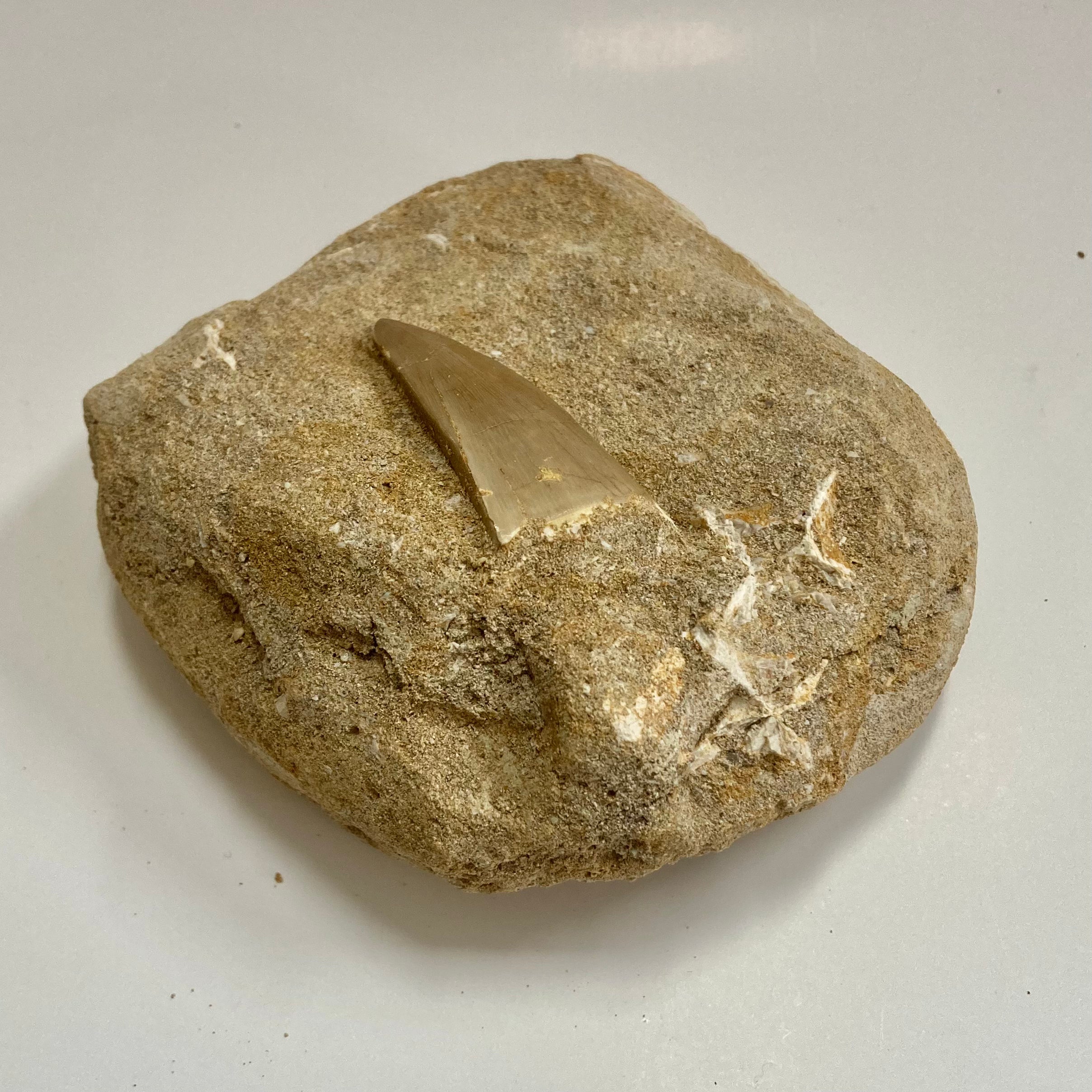 Authentic Mosasaur Tooth Fossil - Genuine Prehistoric Dinosaur Teeth for Collectors, Paleontology Enthusiasts & Home Decor | Perfect for Display Cases, Educational Projects & Unique Gifts