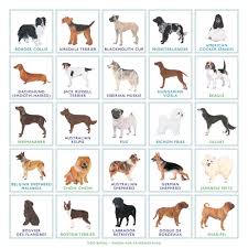 Bingo Board Game - Fun Dog Breeds Themed Family Game for Kids & Adults | Perfect for Parties, Classroom Activities & Family Game Nights
