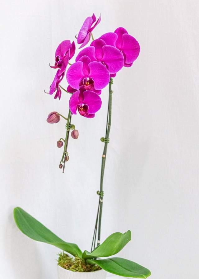 Beautiful Purple Large Orchid Plant in Decorative Pot - Perfect for Home Decor, Office Gifts & Wedding Centerpieces