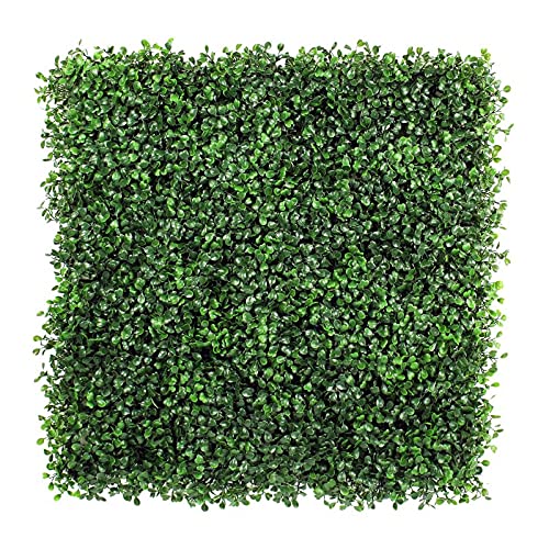 Boxwood