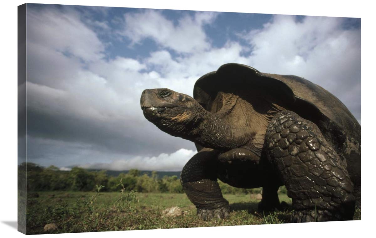 24 x 36 Inch Galapagos Giant Tortoise Male Art Print - Alcedo Volcano, Galapagos Islands, Ecuador by Tui De Roy | Wildlife Wall Decor for Living Room, Office & Nature Lovers