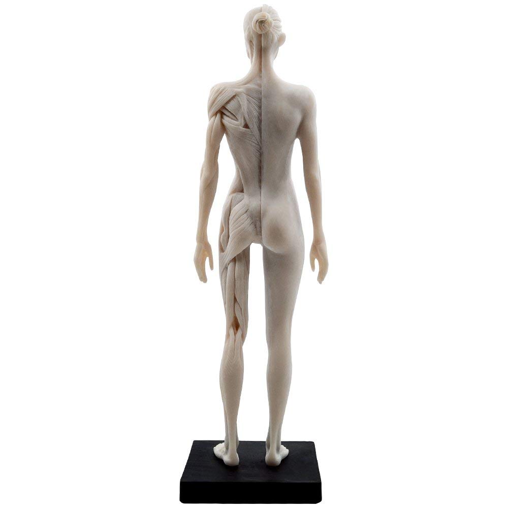 Alkita 11 Inch Female Resin Human Body Musculoskeletal Anatomical Model - Perfect for Medical Students, Anatomy Classes & Science Education