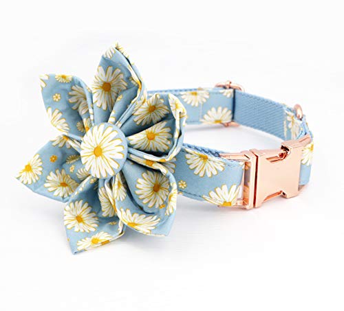 Daisy