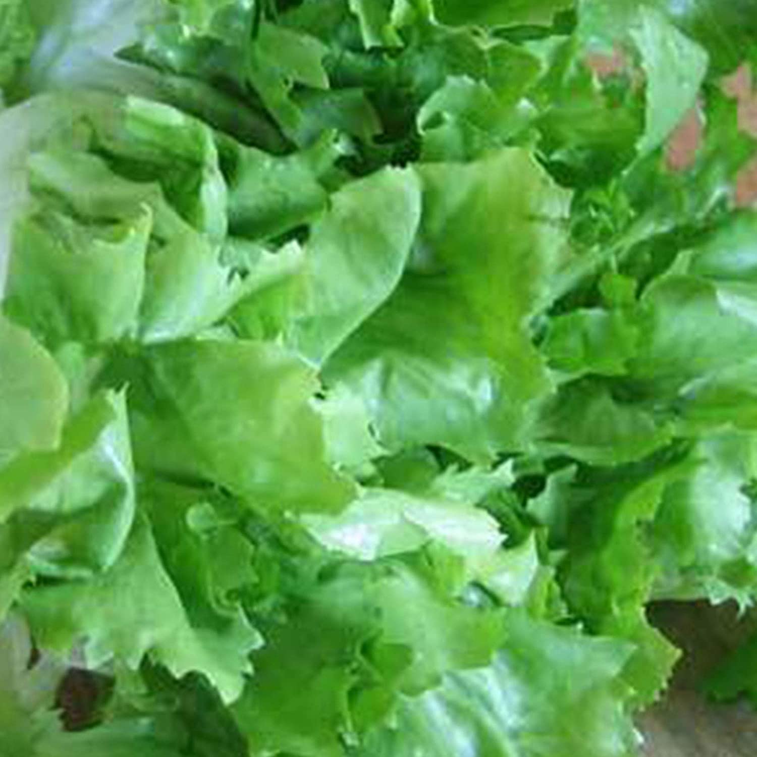 Organic Batavian Endive Seeds - Non-GMO, Heirloom, 100pcs for Home Gardening & Microgreens